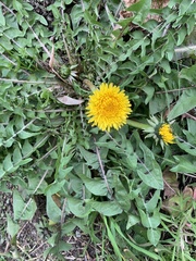 Taraxacum