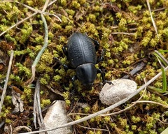 Liparus tenebrioides