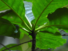 Tocoyena sellowiana, photograph Fabrício Mil Homens Riella, CC BY, iNaturalist via GBIF