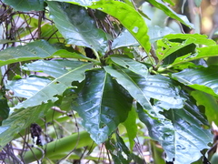 Tocoyena sellowiana, photograph Fabrício Mil Homens Riella, CC BY, iNaturalist via GBIF