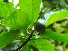 Tocoyena sellowiana