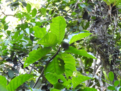 Tocoyena sellowiana, photograph 2