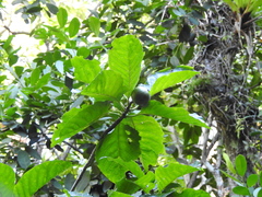Tocoyena sellowiana, photograph Fabrício Mil Homens Riella, CC BY, iNaturalist via GBIF