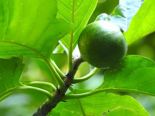 Tocoyena sellowiana, photograph 4