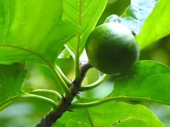 Tocoyena sellowiana, photograph Fabrício Mil Homens Riella, CC BY, iNaturalist via GBIF