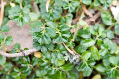 Elatostema obtusum trilobulatum