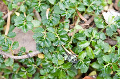 Elatostema obtusum trilobulatum