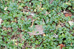 Elatostema obtusum trilobulatum