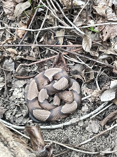 Broad-banded Copperhead