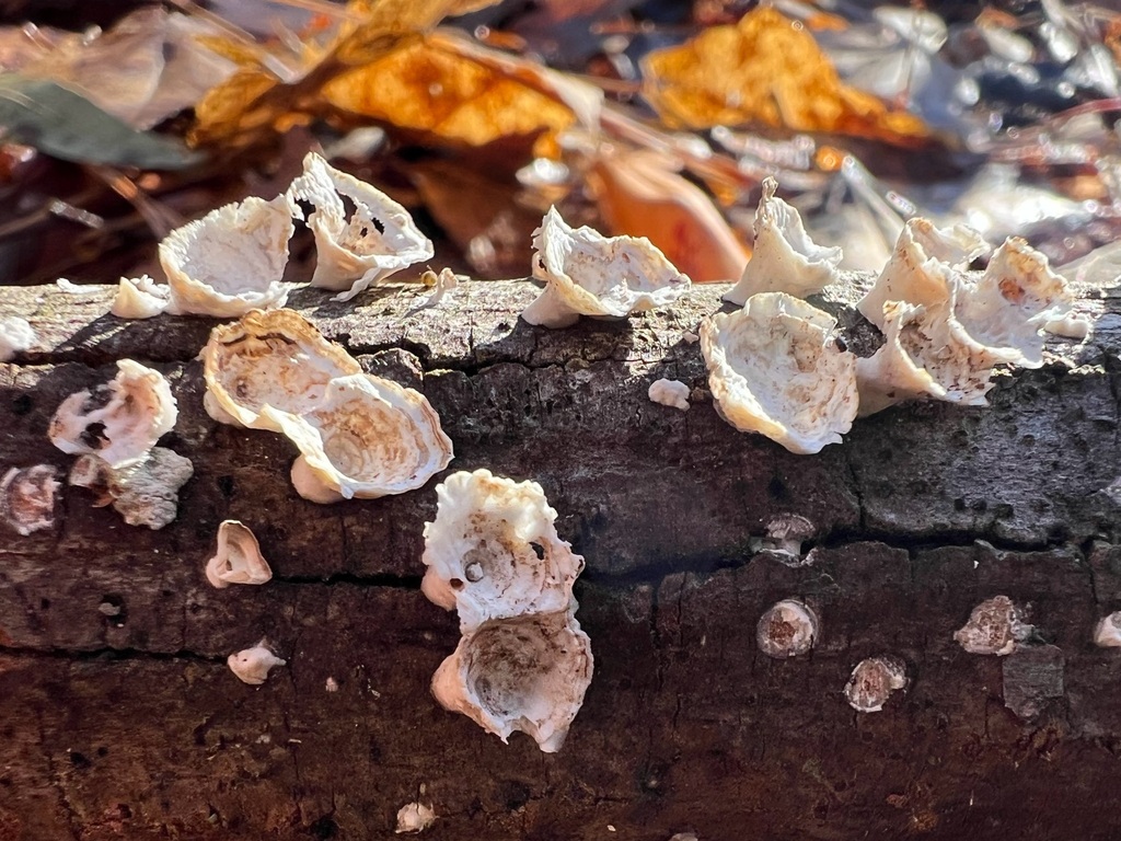 Trametes conchifer · November 2025 · photo: © novapatch (iNaturalist, cc-by-sa)