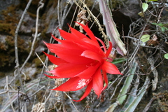 Heliocereus speciosus