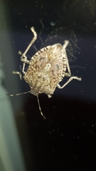 Halyomorpha halys