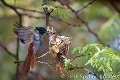 Terpsiphone viridis plumbeiceps