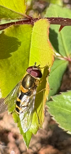 Unknown species found near Pollock Rd, Salt Lake City, UT, US