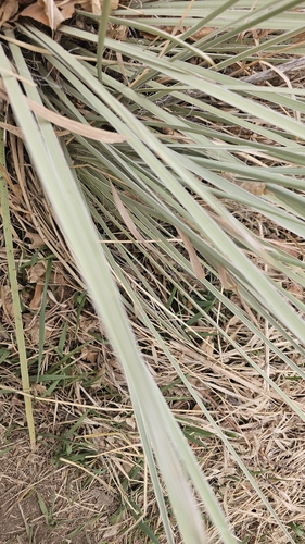 Great Plains yucca (Yucca glauca)