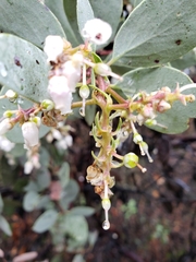 Arctostaphylos mewukka