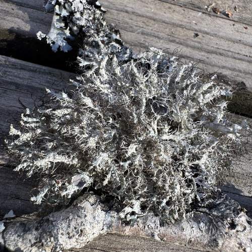 Heterodermia echinata observed 2026-03-28