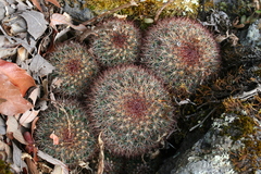 Mammillaria rhodantha fera-rubra