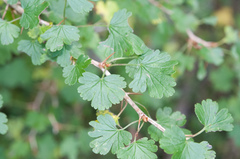Ribes formosanum