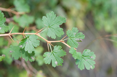 Ribes formosanum