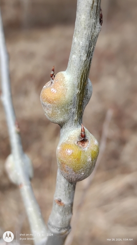 Unknown species found near Necedah, WI, USA