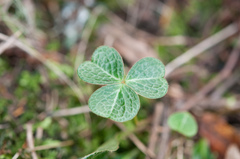 Oxalis griffithii taimonii