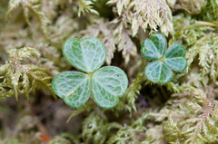 Oxalis griffithii taimonii