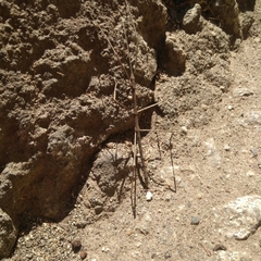 Xeropsis