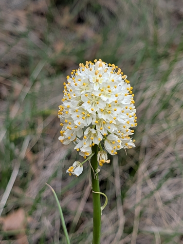 Nuttall's Deathcamas (Toxicoscordion nuttallii)