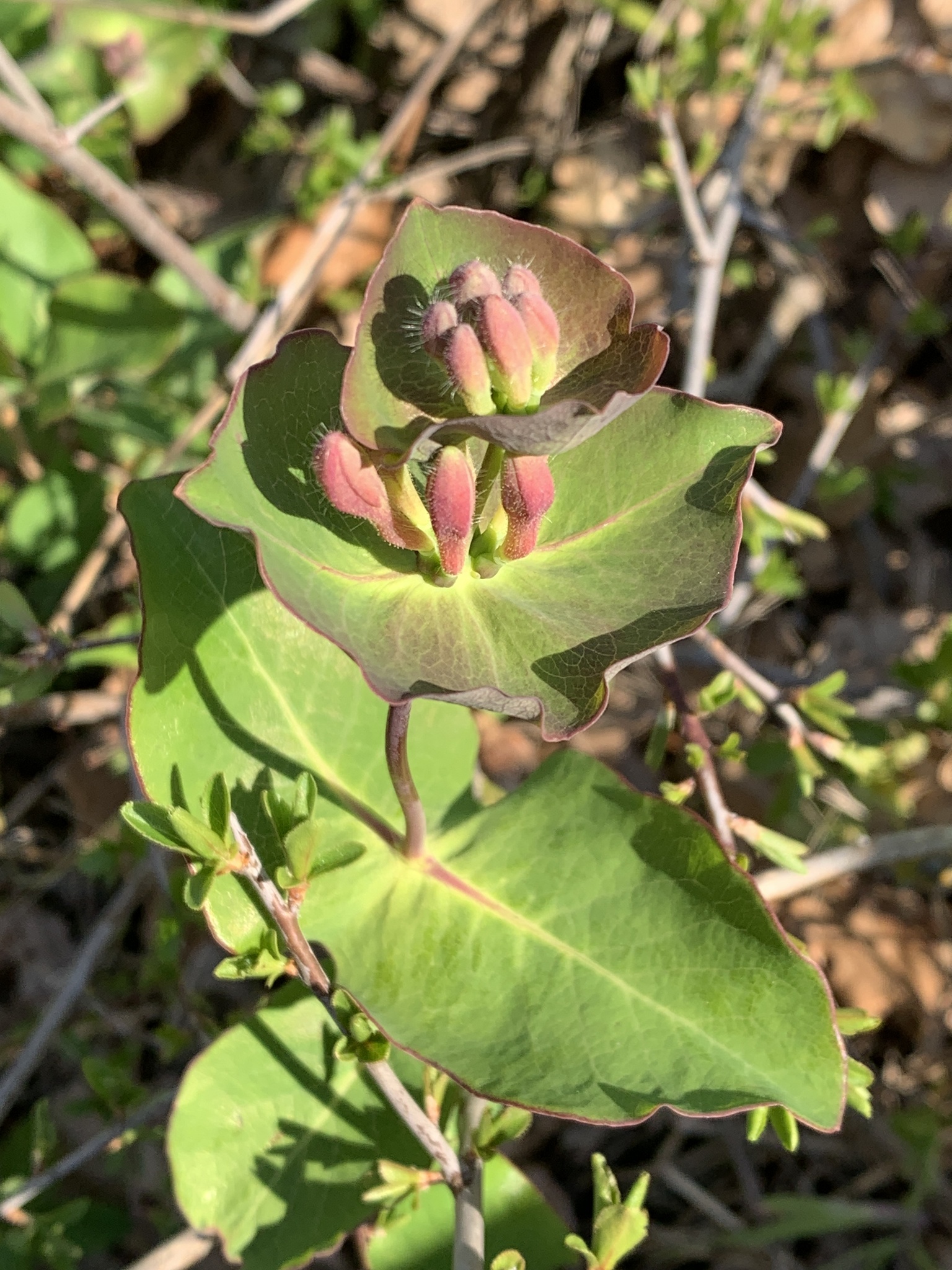 Italian Woodbine (Lonicera caprifolium)