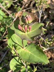 Ziegen-geißblatt (Lonicera caprifolium)