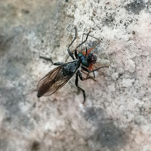 Dioctria speculifrons