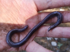 Blanus strauchi bedriagae