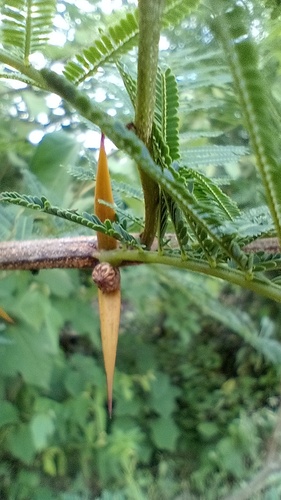 Espinillo tusca (Vachellia aroma)