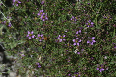 Fagonia laevis