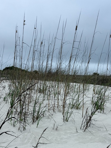 sea oats (Uniola paniculata)