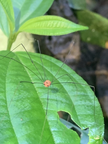 Jussara rosea