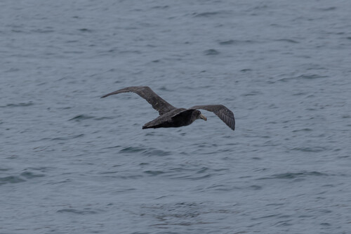 Northern Giant Petrel (Macronectes halli), photo 7