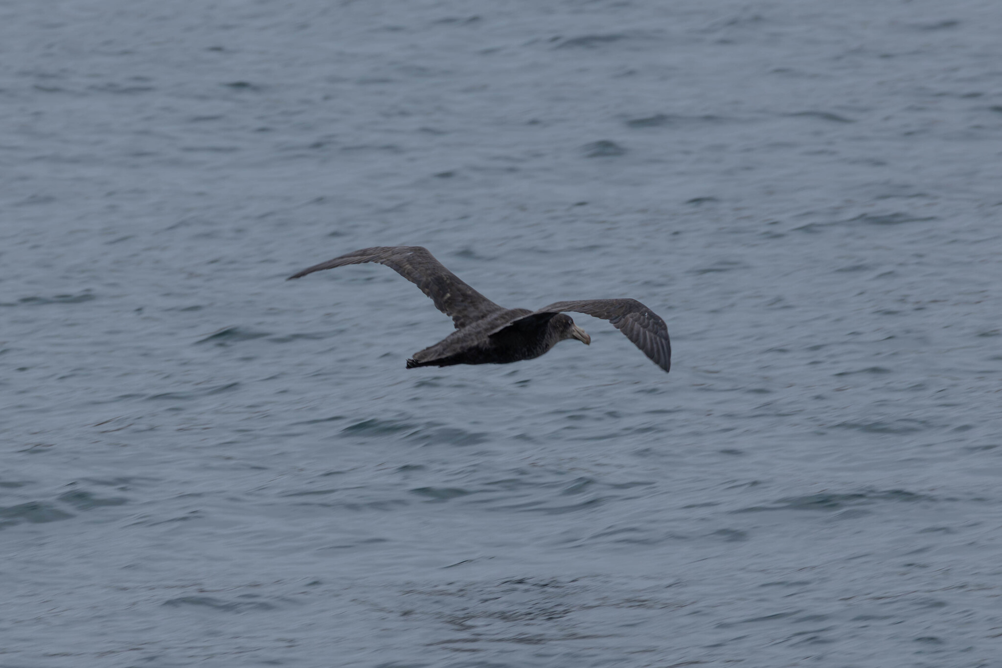 Northern Giant Petrel (Macronectes halli), photo 9