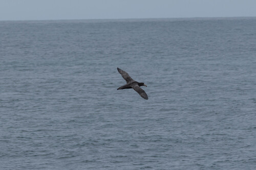 Northern Giant Petrel (Macronectes halli), photo 8