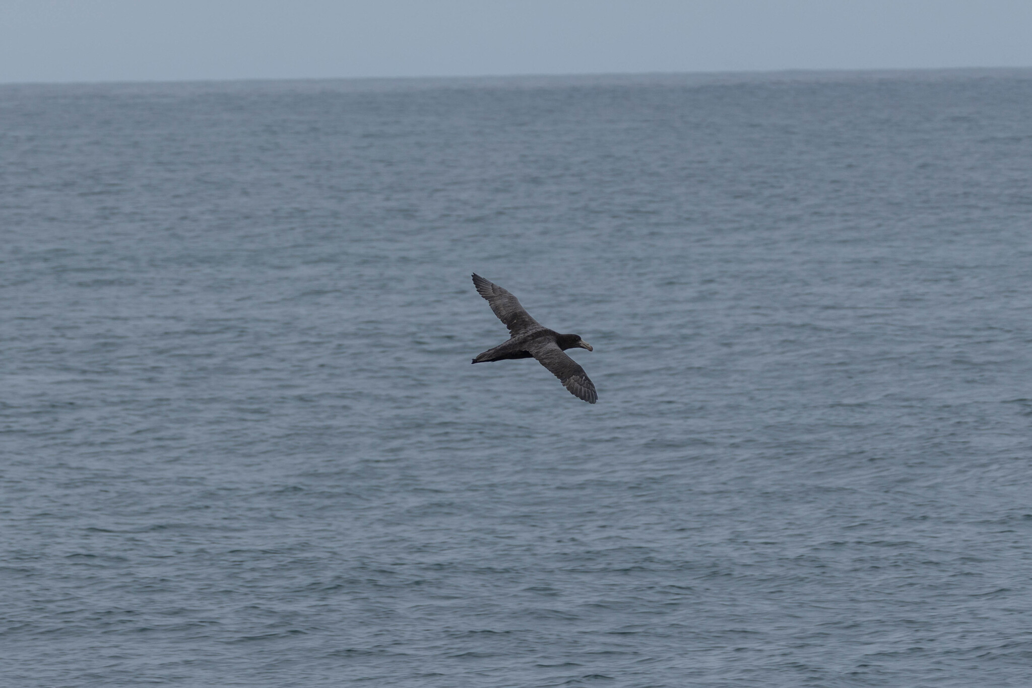 Northern Giant Petrel (Macronectes halli), photo 10