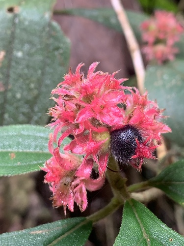 Miconia melastomoides