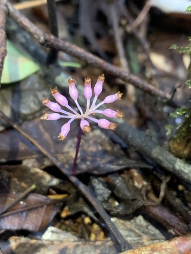 Miersiella umbellata