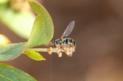 Unknown species found near Santa Cruz, CA, US