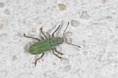 Pachyrhinus lethierryi