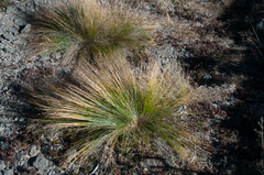 Trichophorum subcapitatum