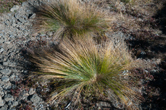 Trichophorum subcapitatum