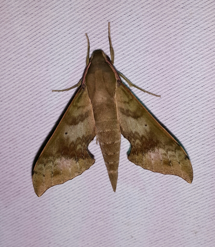 Xylophanes germen