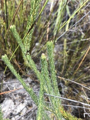 Serruria trilopha