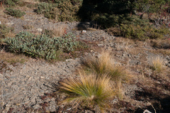 Trichophorum subcapitatum